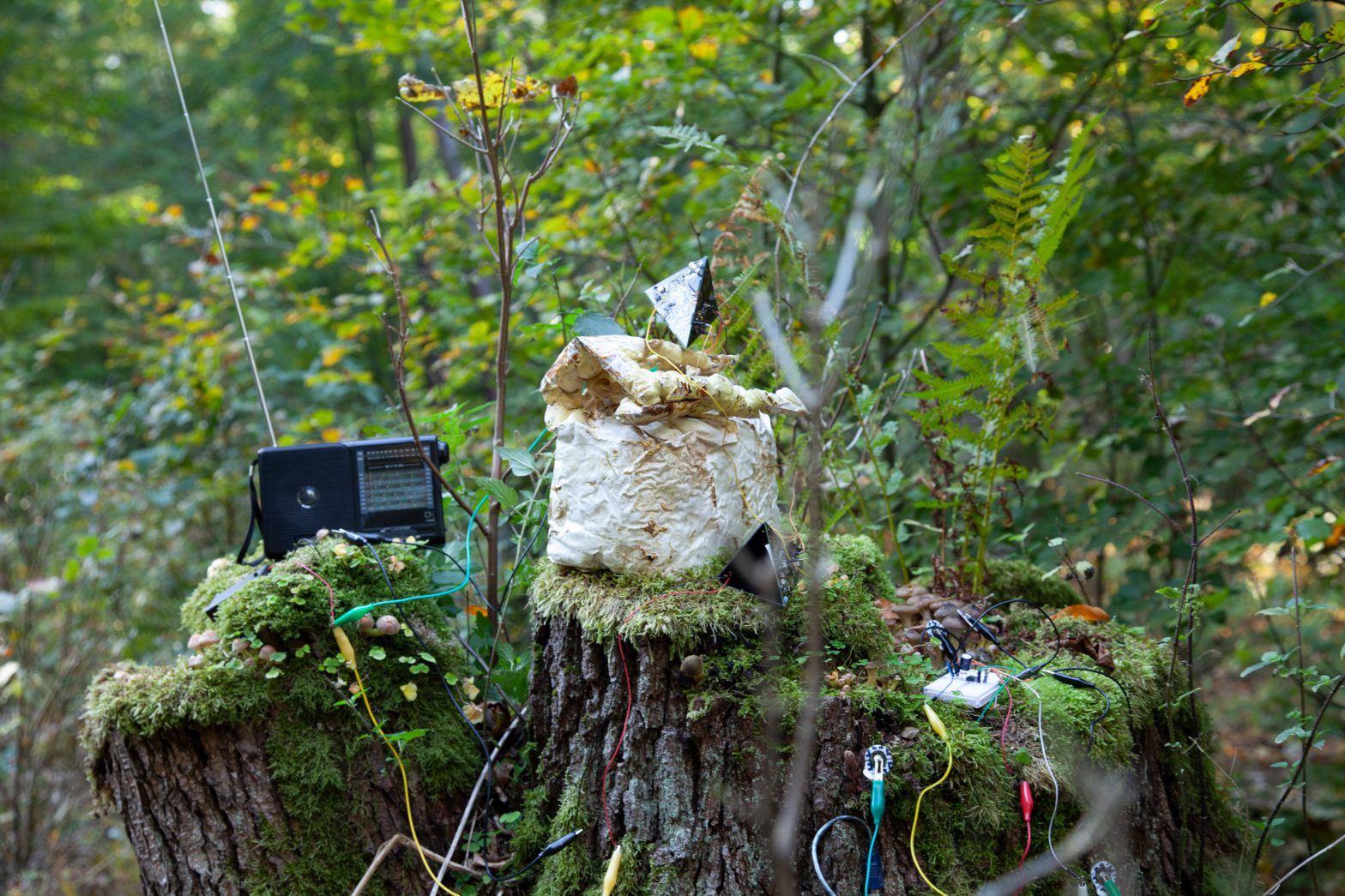 Radio Mycelium & How I Hack Plant Conversations